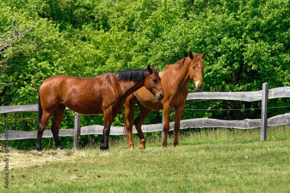 Obraz premium Two majestic brown horses graze peacefully in a lush green field on a sunny day, with a wooden fence.