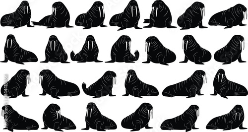Black walrus silhouette collection, arctic marine mammal poses set, wildlife animal icons, ocean nature shapes, minimal vector illustration