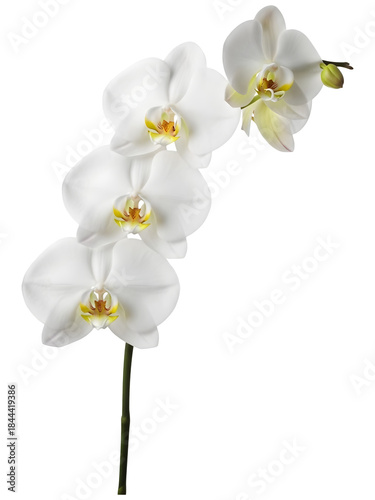 Stem of White Phalaenopsis Orchid Flowers (Angled Side View)