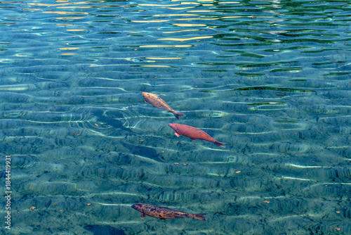 Three fish gracefully glide through the crystal-clear waters of a vibrant blue lake.