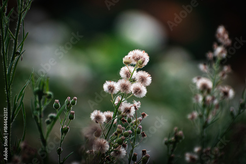 seeds of dandelion, white, yellow, beautiful summer garden with blur baclground, natural enviroment