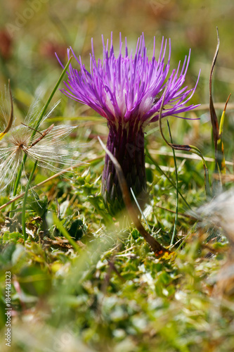  Stängellose Kratzdistel, Cirsium acaulon