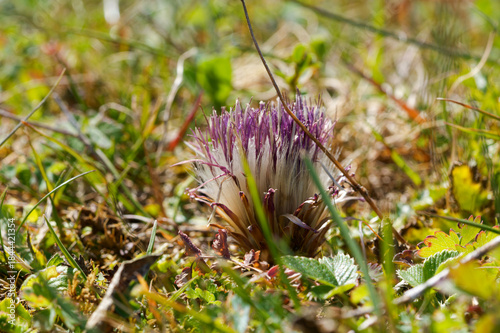  Stängellose Kratzdistel, Cirsium acaulon