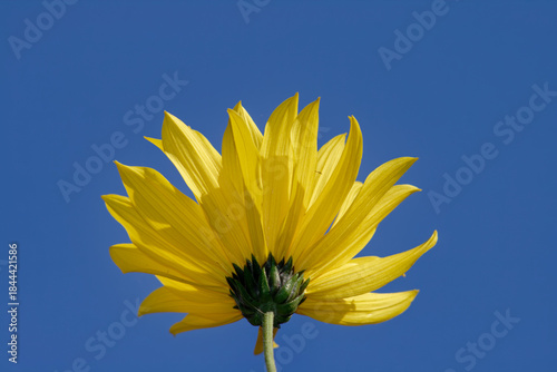 A beautiful yellow sunflower against a bright blue sky, a lovely natural image.