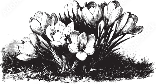 Crocus flowers illustrated in black and white. A botanical vintage design featuring detailed petals in a flat vector illustration set.