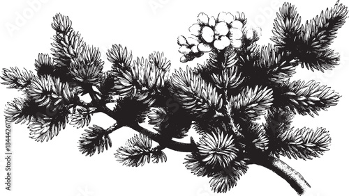 Pine branch illustration in black and white. Vintage botanical design featuring detailed foliage, available as a vector illustration set.