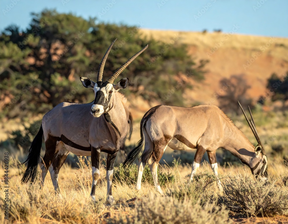 Fototapeta premium Two Oryx antelopes graze peacefully in the African savanna. Sunny lighting and natural backdrop