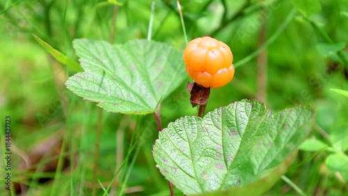 Wild marsh berry cloudberry ripened in forest swamp