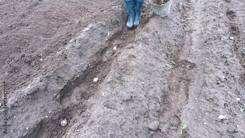 Planting potatoes in row. Planting potato tubers in the soil