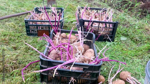 Sprouted potatoes before planting. Spring preparation for the garden season