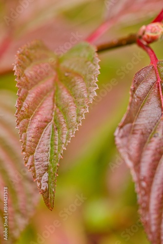 Plant list 2025 - Viburnum × bodnantense (Dawn)