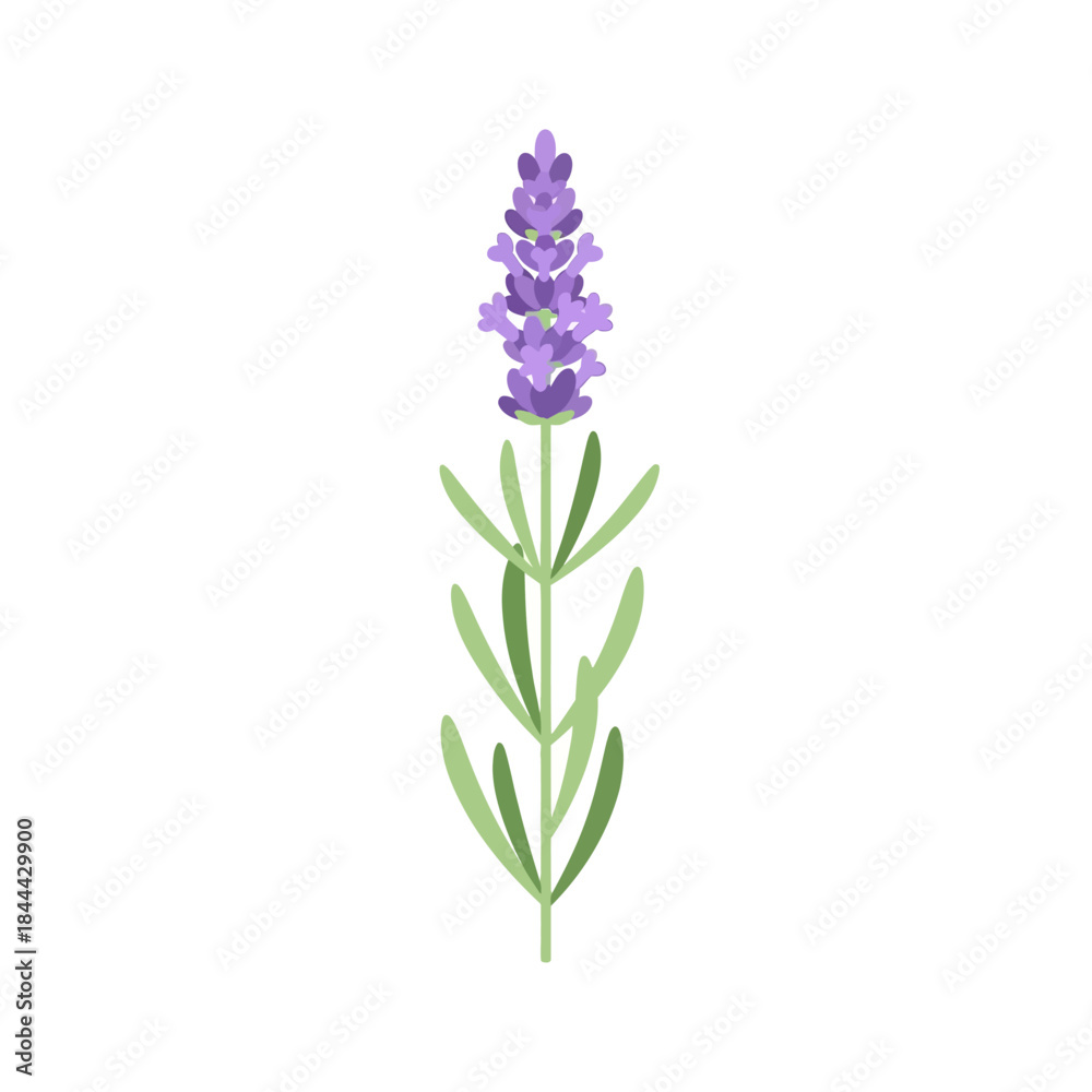 Obraz premium Lavender flower on white background