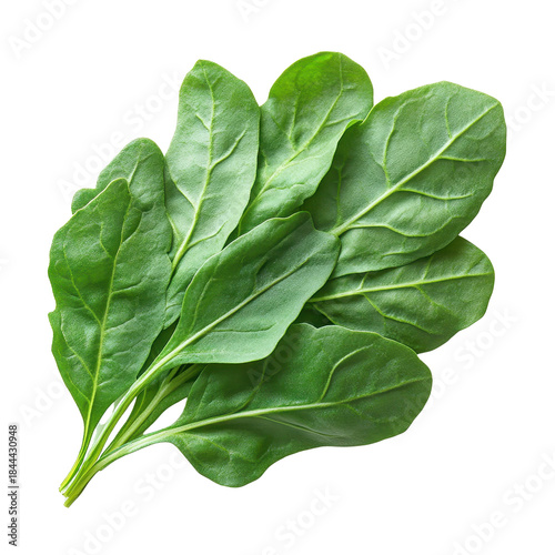 fresh green arugula leaf isolated on a white background