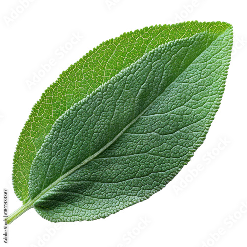 fresh green sage leaf isolated on a white background