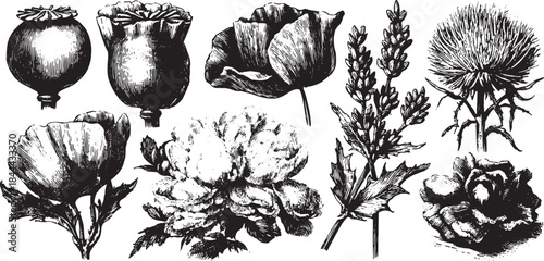 Vintage botanical illustration set featuring detailed flowers in black and white. This vector artwork showcases nature's beauty through precise line art.