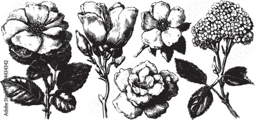 Vintage botanical illustration of flowers and leaves in black and white ink. Detailed vector set showcasing floral designs.