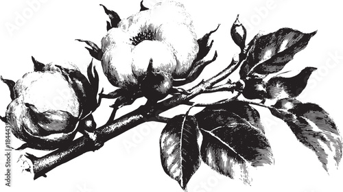 Cotton flower branch vector illustration in vintage black and white style. Detailed botanical drawing featuring leaves and flowers in a set.