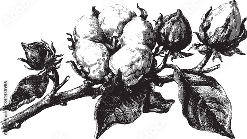 Cotton flower illustration in vintage black and white style. Detailed botanical vector set featuring branches and blooms for decorative use.