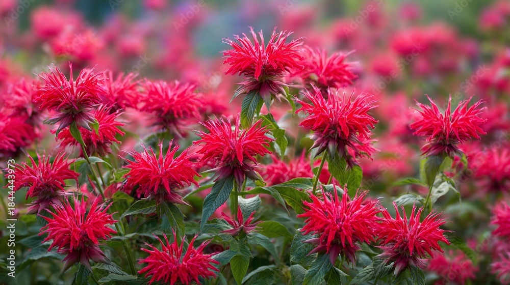 Obraz premium A vibrant sea of crimson Bee Balm flowers. Their radiant petals create a dazzling landscape, capturing the essence of summer's lush beauty, a stunning natural art.
