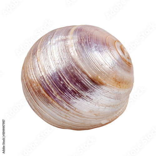 Shell Found on the Beach During Low Tide in the Afternoon Sun