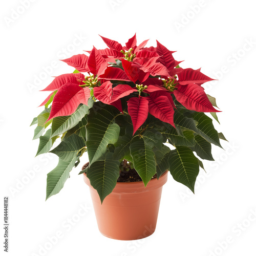 Bright Red Poinsettia Plant in a Brown Pot With Green Leaves Displayed Indoors
