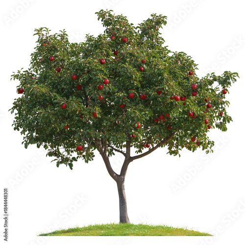 Red Apple Tree Stands With Ripe Apples in Bright Green Grass During Daylight