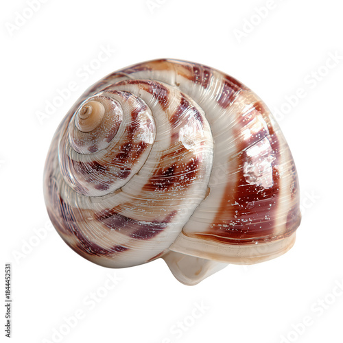 Snail Crawling on a Surface, Showcasing Its Shell and Movement During the Day