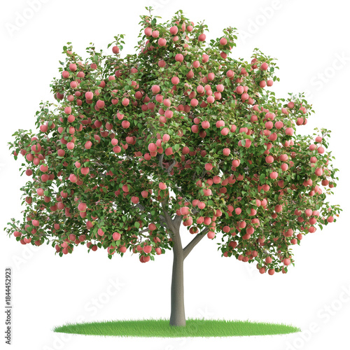 Red Apple Tree With Ripe Fruit in Green Grass During Sunny Daytime at a Garden