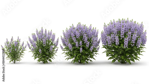 Flowering shrub set on white background