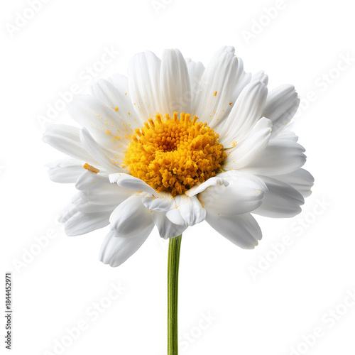 White Flower With Yellow Center in Clear Background During Bright Day Outside