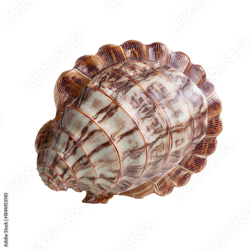 Colorful Shell Resting on a Plain Surface in Natural Light During the Daytime