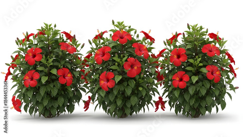 Hibiscus plants with red flowers on white background