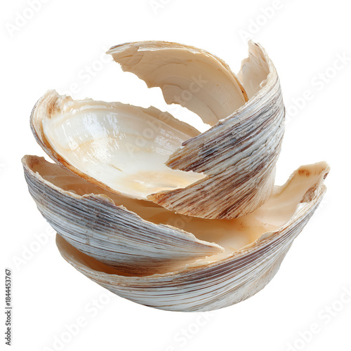 Giant Clam Shell Found on Sandy Beach During Low Tide With Ocean Waves in the...