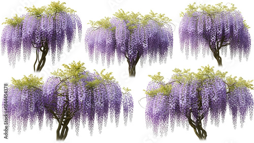 Wisteria trees isolated on white background