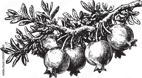 Pomegranate fruit and branch vector illustration. Detailed black and white drawing featuring leaves, showcasing botanical art style in a single set.
