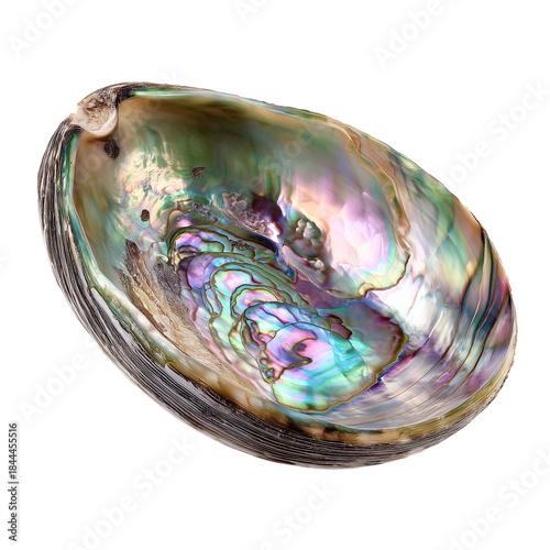 Colorful Abalone Shell on White Background Showcasing Its Natural Beauty and ...