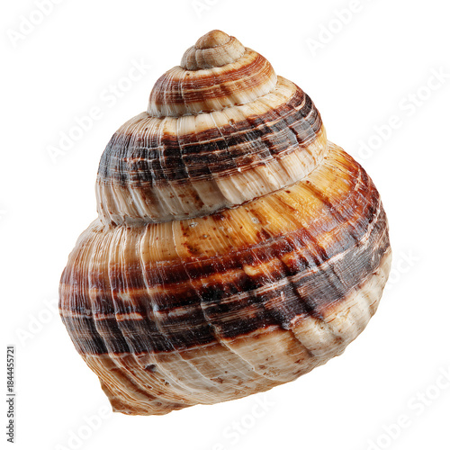 Shell Found on the Beach During Low Tide in the Summer