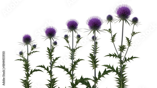 Thistle flowers on white background