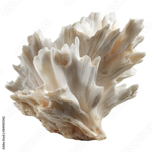 Coral Structure Displayed on a Plain Background With Intricate Details Observ...