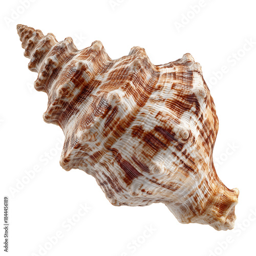 Large Shell Displayed on a White Background With Intricate Patterns and Textu...