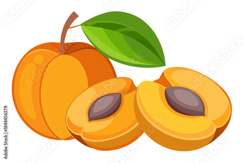 vector illustration of apricots with leaves