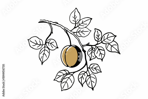 vector illustration of olive branch with leaves
