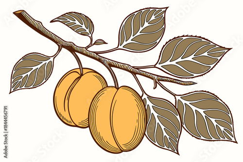 vector illustration of apricots