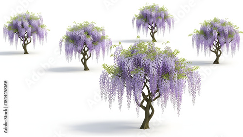 Wisteria trees with purple blossoms on white background