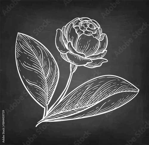 Jasmine Sambac Grand Duke of Tuscany chalk sketch.