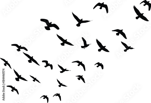 A flock of black birds flying together in different directions as silhouettes on a white background