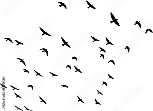 A large flock of birds flying across a bright white sky creating a high-contrast black and white graphic