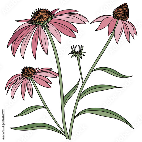  echinacea purpurea rubinstern vector