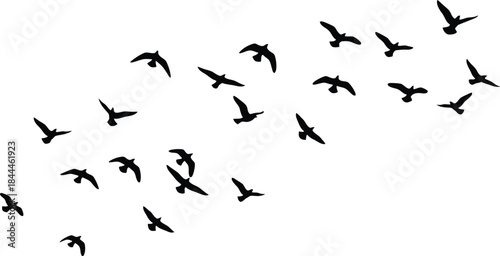 A large flock of bird silhouettes flying in formation across a bright white sky