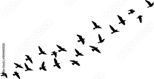 A silhouette vector graphic showing a large flock of birds flying in formation against a plain white background